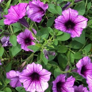 Meet your Posher, Ivy